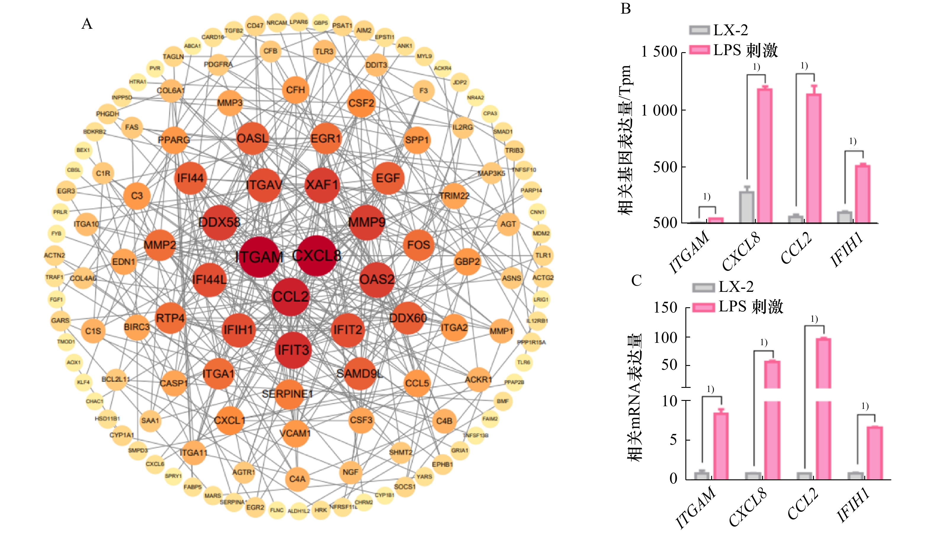 LPS刺激下PPI网络图(A)、关键调控基因的测序数据图(B)和RT-PCR结果图(C)