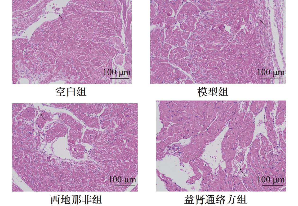 阴茎海绵体HE染色病理形态学表现(200×)